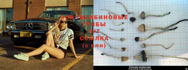 ГАЛЛЮЦИНОГЕННЫЕ ГРИБЫ Баксан